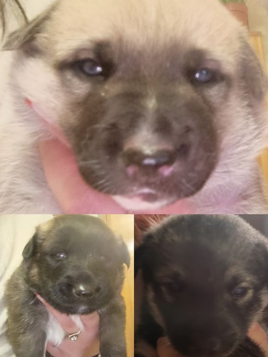 Віддам цуценят в гарні та теплі руки!