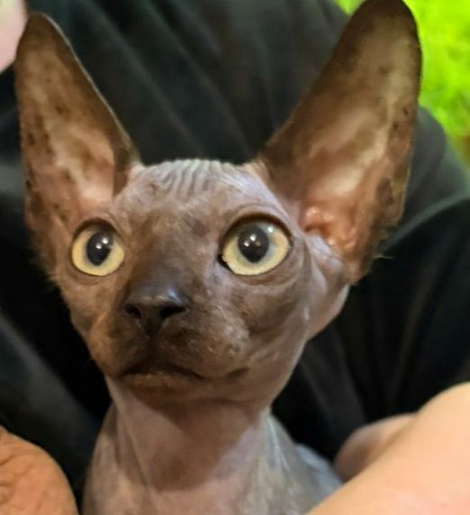 Канадські сфіксенята