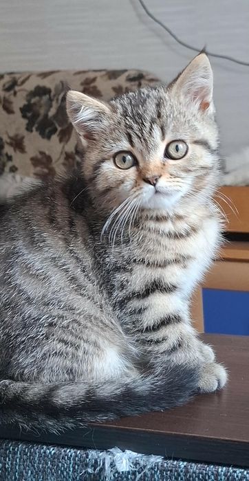 Шотландські кошенята