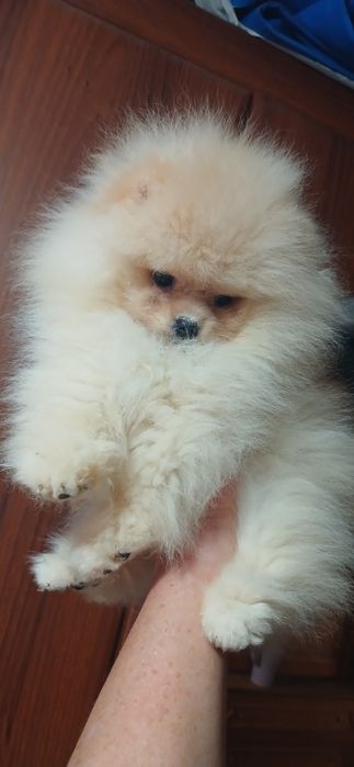 Дівчинка міні і багато інших помпончиків