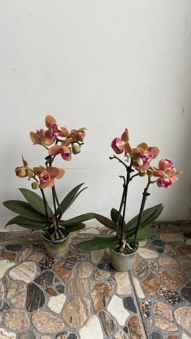 Орхідея міні пелор Паприка-400 грн