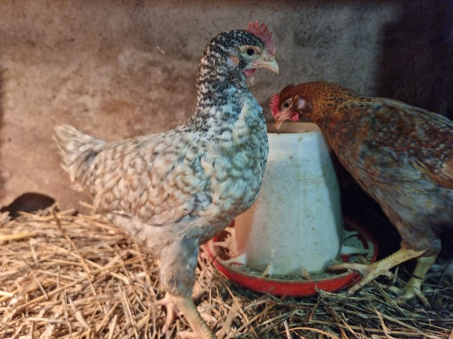 Koguty, kogutki Green Shell