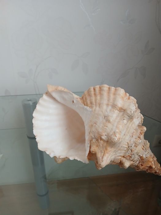 Ракушки морские,океанические,большие