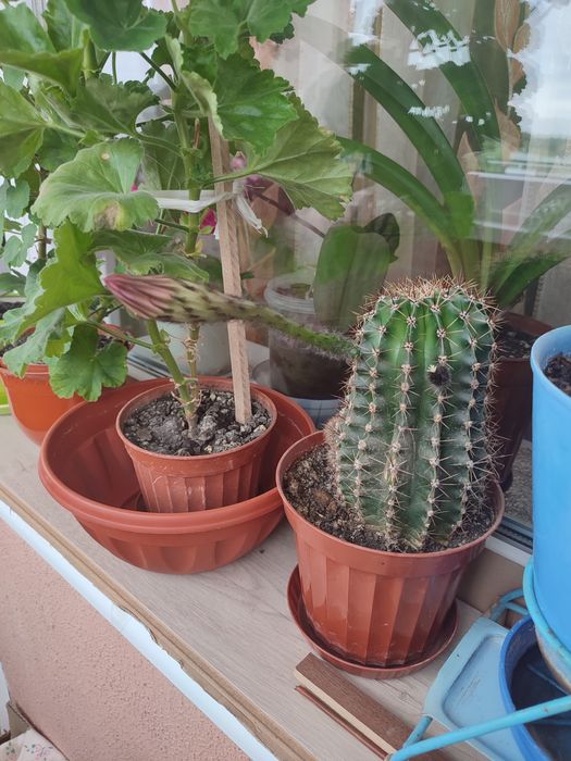 Продам  Кактусы и Рождественник.
