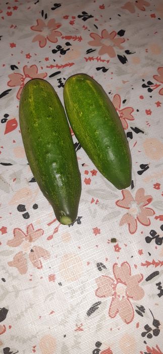 Nasiona ogórków-zestaw