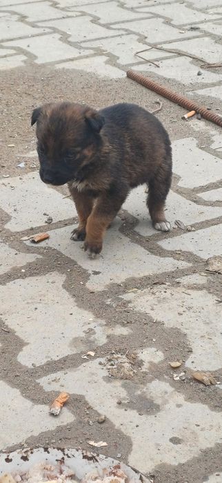 Собачки в добрі руки