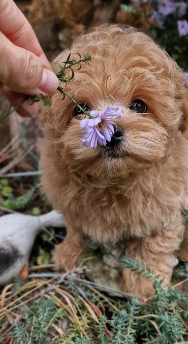 Maltipoo Lala Luna F1 mini