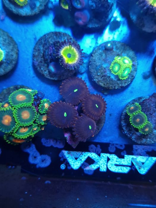 Frags zoas corais agua salgada