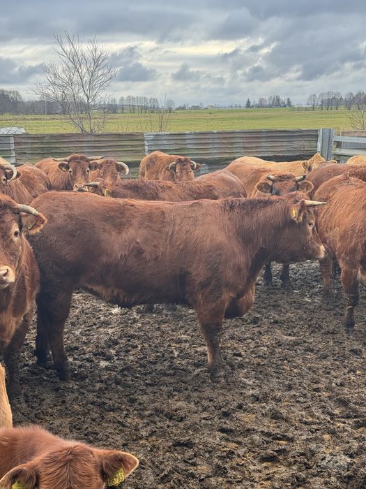 Sprzedam jałówki wysokocielne Limousine