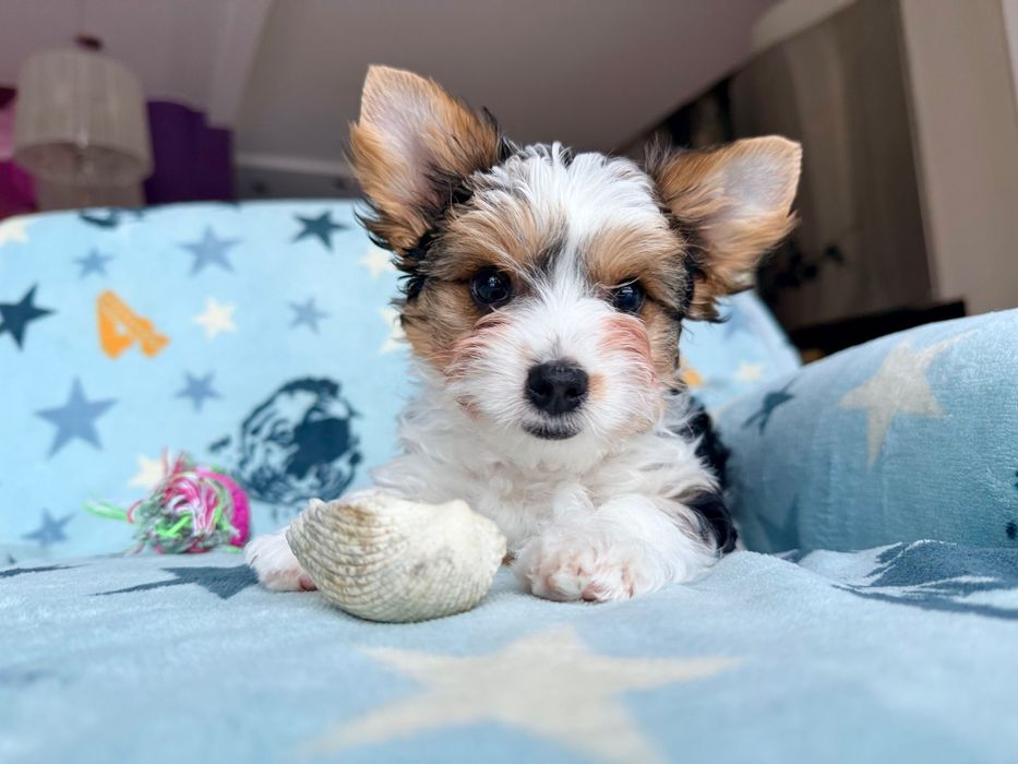 RIO York Biewer do odbioru, rodowód szczepienia