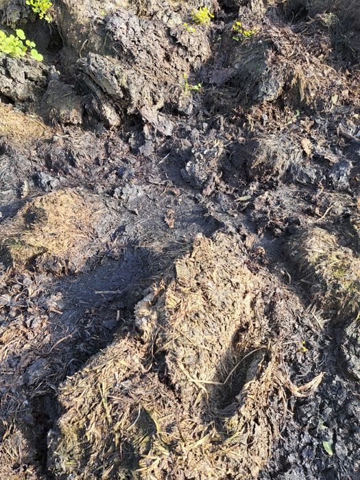 Estrume cabra em Almagreira