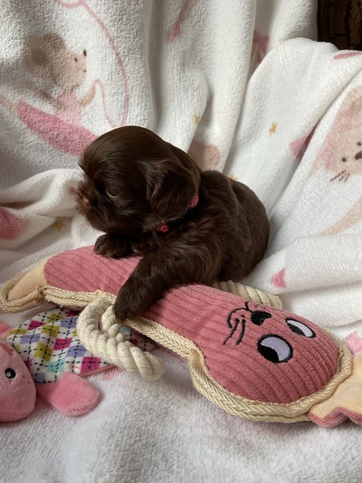 Shih -Tzu Czekoladowa suczka!