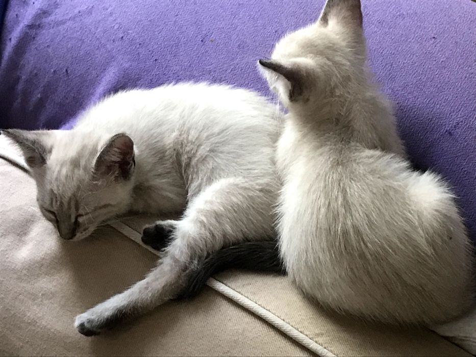 Gatinha fêmea de 2 meses, olhos brancos e azuis. para adoção