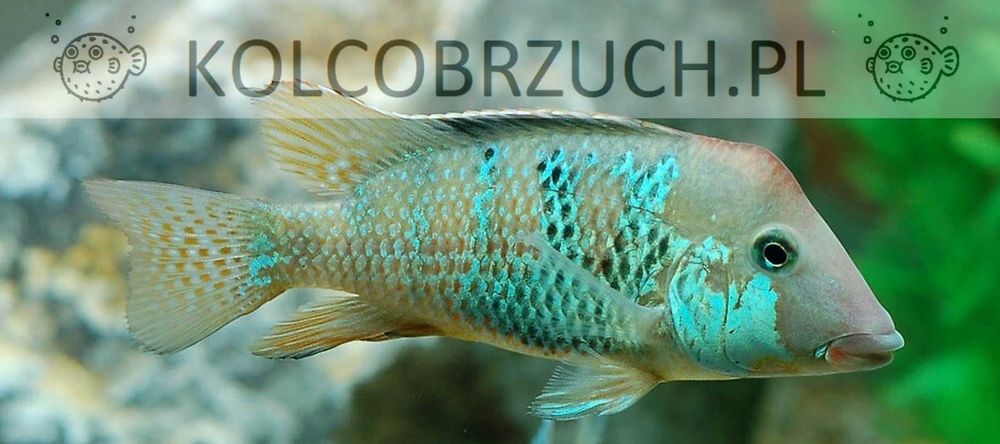 Ziemiojad Steindachnera - Czerwonogłowy - Geophagus - dowóz