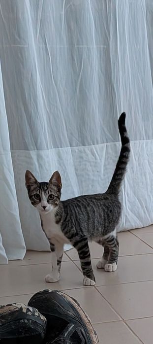 Gatinho bebé para adoptar - trigrado