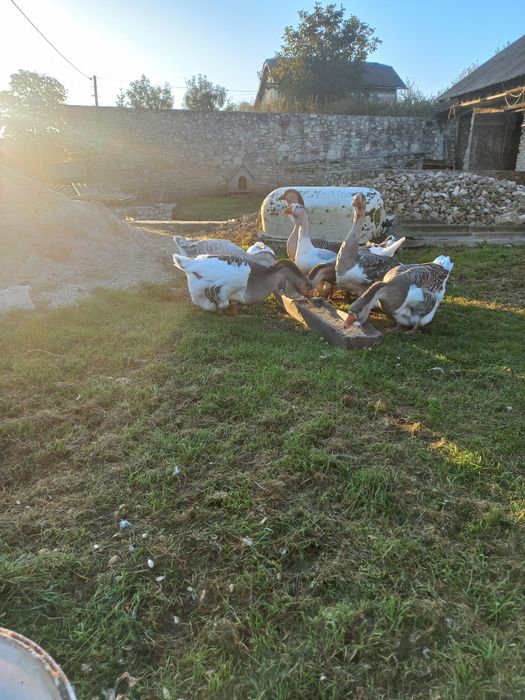 Продаються гуси холмогори