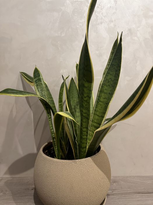 Сансевʼєрія/ тещин язик