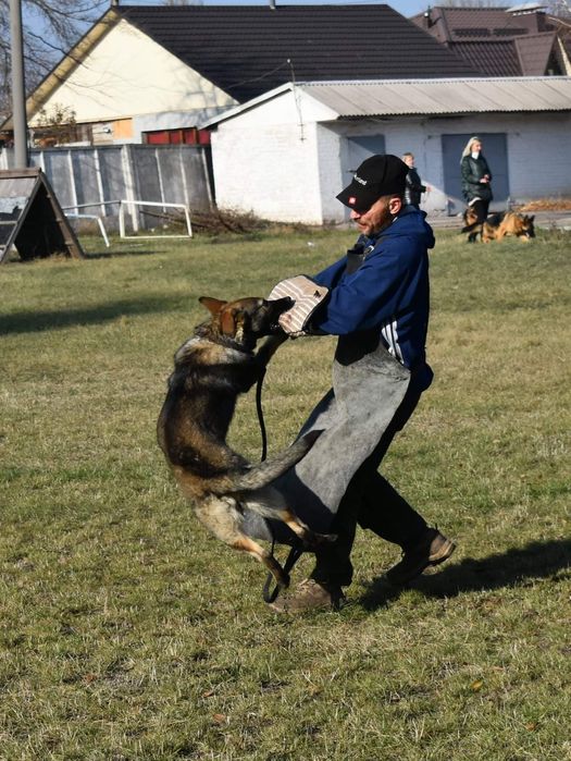 Дрессировка собак Кривой Рог