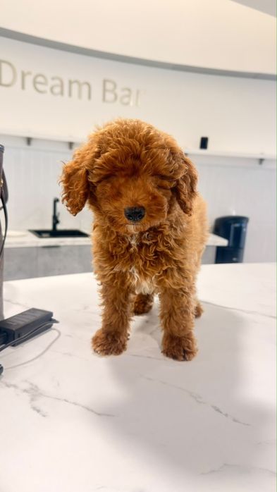 Poodle Toy vermelho  macho