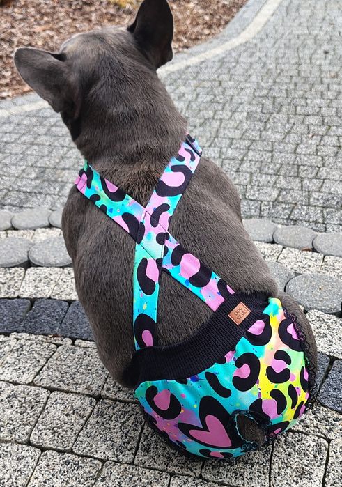Majteczki na cieczke dla buldoga fran. na obwód brzucha 48-55 cm