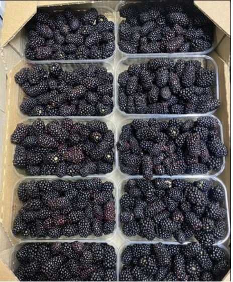 Ягода ожина (blackberry) оптом і в роздріб