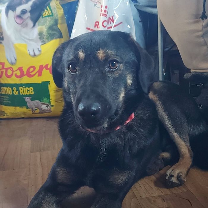 LEO - 1,5 roczny szuka domu!