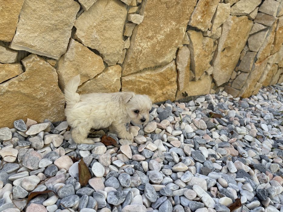 Linda Bichon Maltes