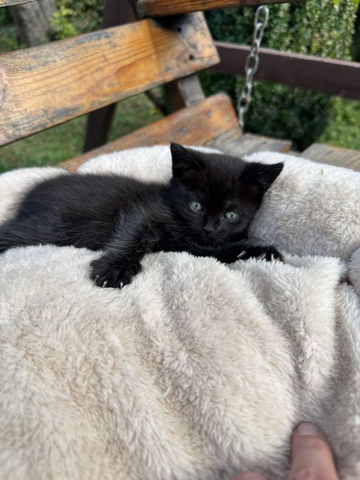 Британские котята