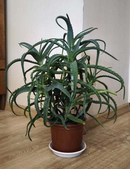 Kwiatki epipremnum