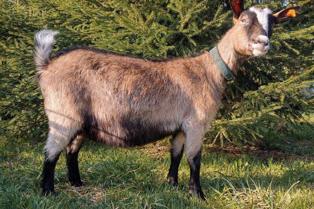 kozy młode sprzedam