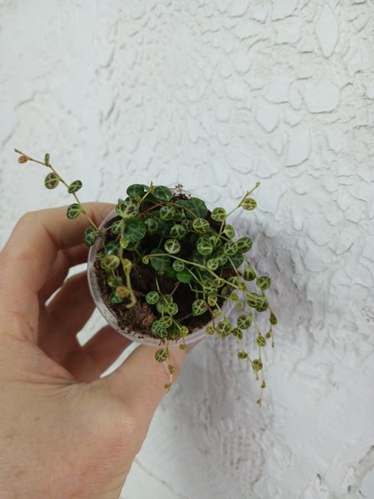 Церопегія Вуда 6видів, Пеперомія Роулі