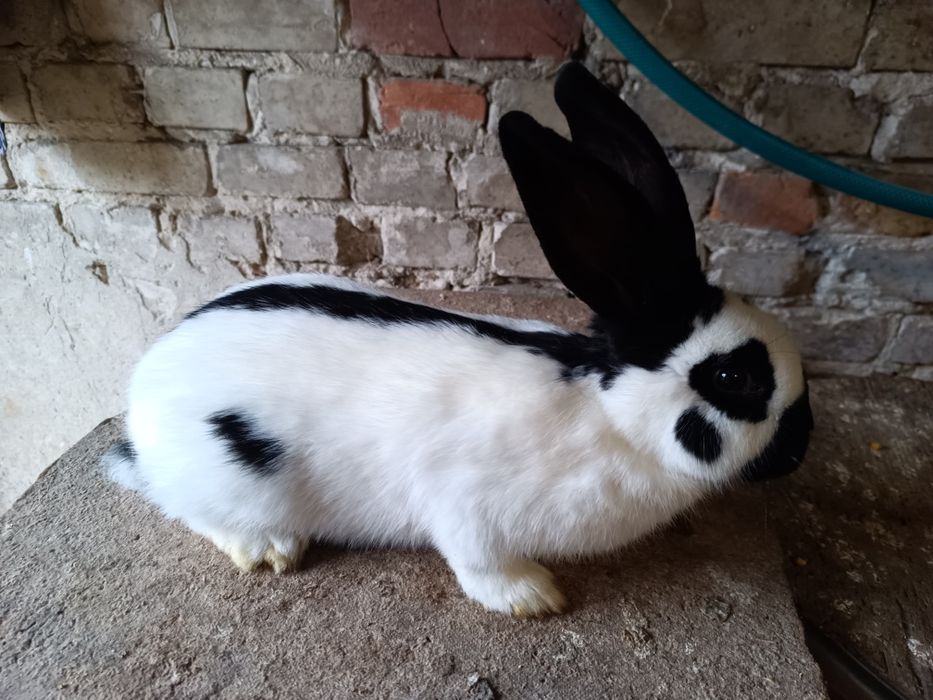 Samiec, samczyk srokacz niemiecki