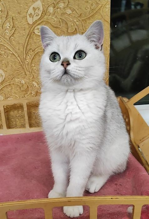 Шикарный мальчик серебристый шиншилла