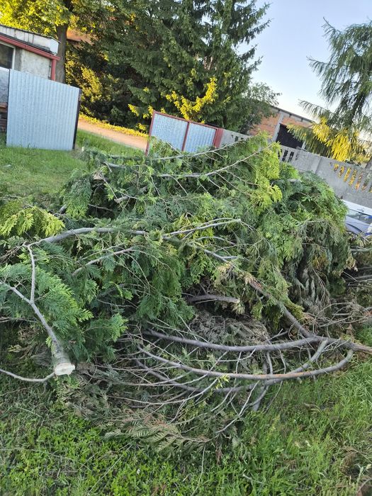 Oddam za darmo gałeziówke