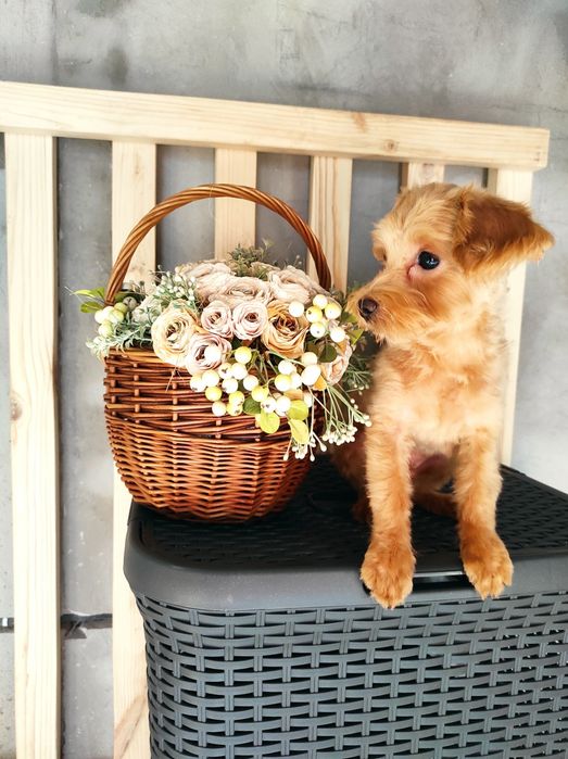 Мальтіпу хлопчик