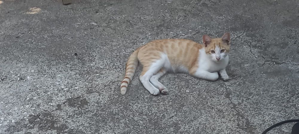 Doação gatinhos bebés