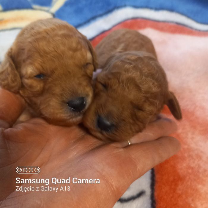 Pudel szczeniak piesek