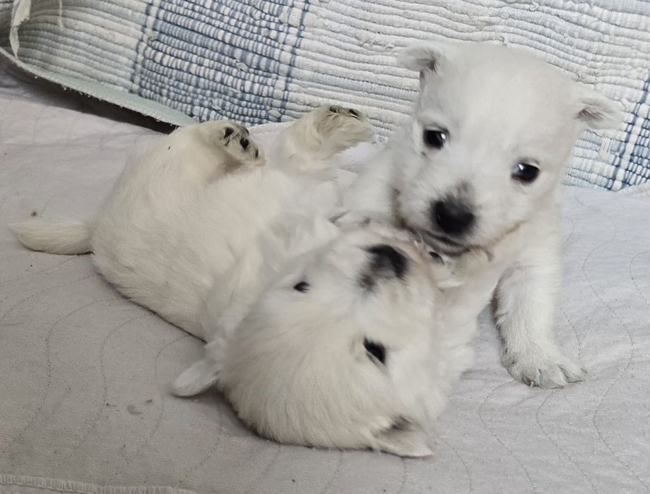 West highland white terrier zkwp FCI