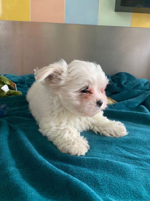 Bichon maltês menino