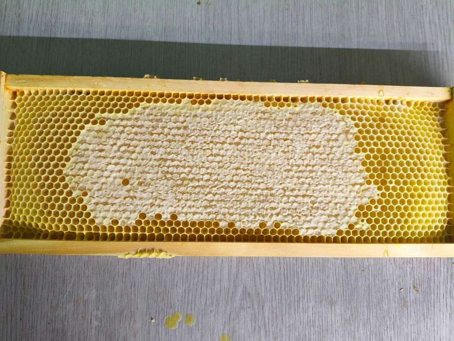 Ramka z plastrem świeżego miodu 2026 rok ok 0.9 kg