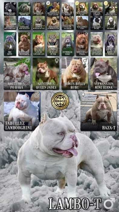 mini American Bully POCKET ABKC LILAC pitbull Pit Bull