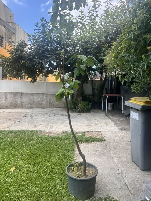 arvore le marmelos