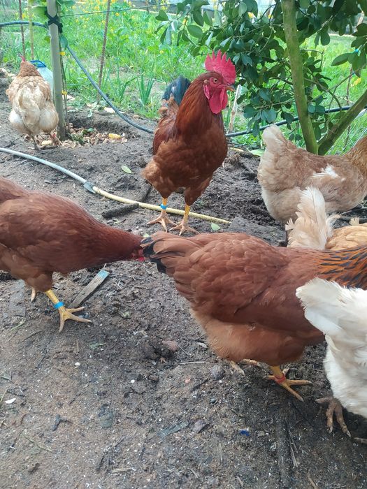 Galinha caseira criados  ar Livre, já a pôr ovos