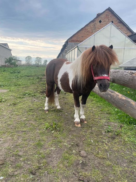 Sprzedam kucyki bardzo spokojne