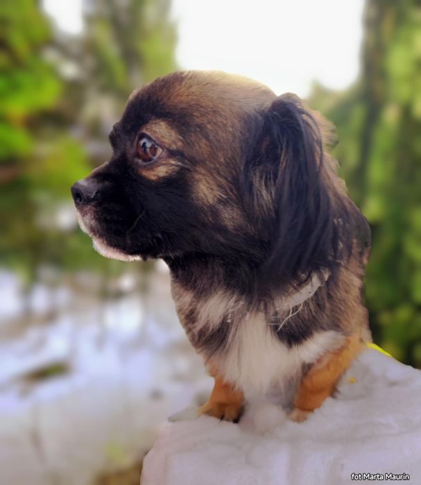 PEKINKA - szuka wyjątkowego Domu