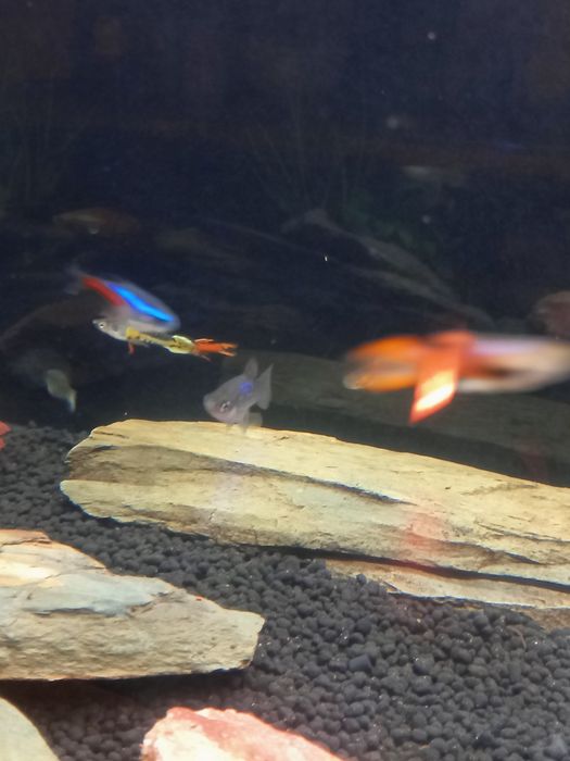 Peixes Guppys Endler
