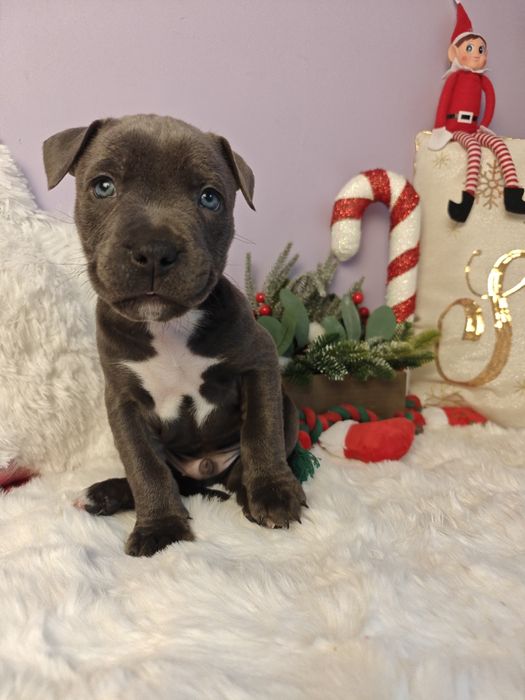 Śliczny maluch amstaff!