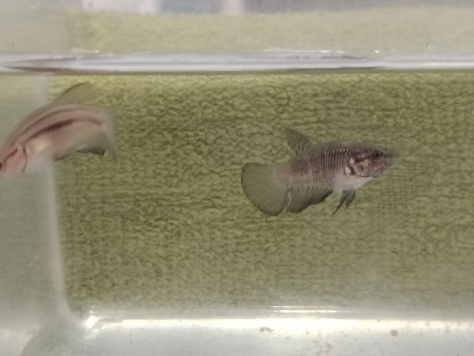 Bettas juvenis..