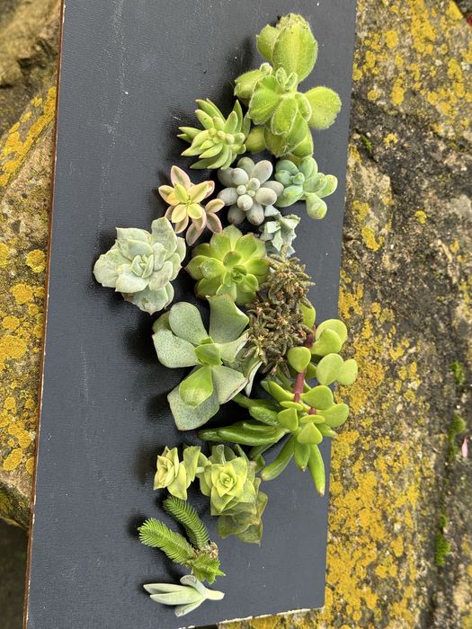 Продам сукуленти, зріз.