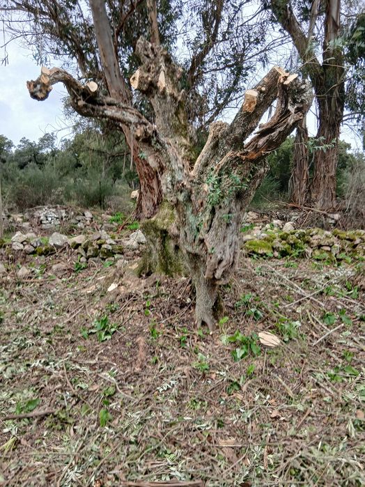 Oliveiras centenárias